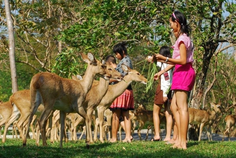 Кормление животных в зоопарке Кхао Кео